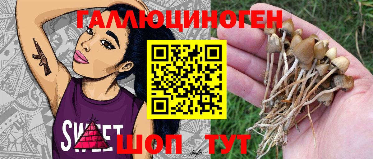 магазин    Лиски  Псилоцибиновые грибы мицелий 